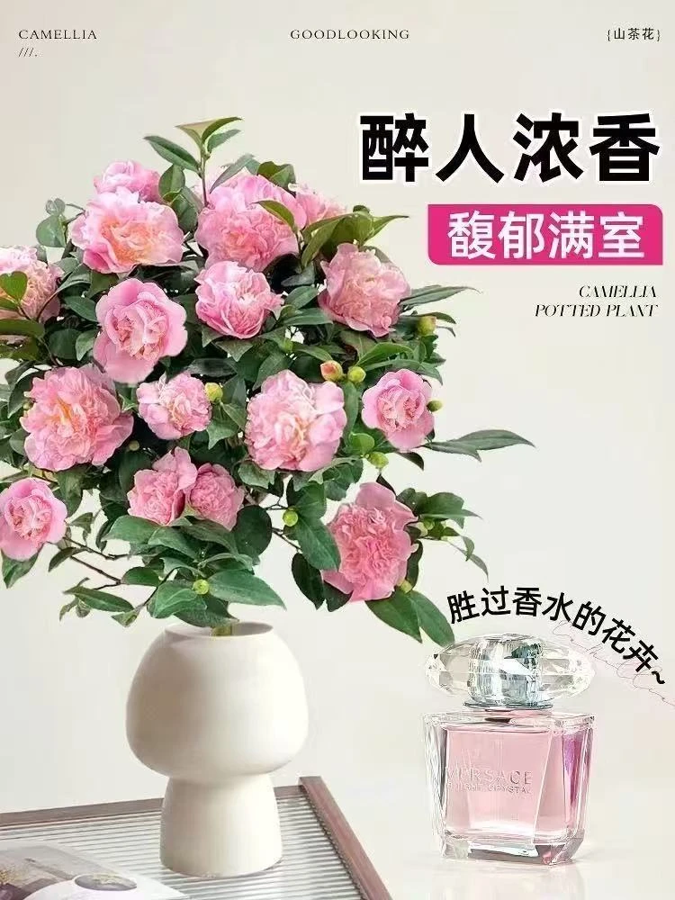 香妃山茶花树苗浓香型耐寒耐热室内外盆栽花卉绿植带花苞好养易活