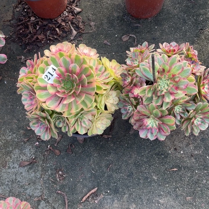 214号雨荷玉姿组合
