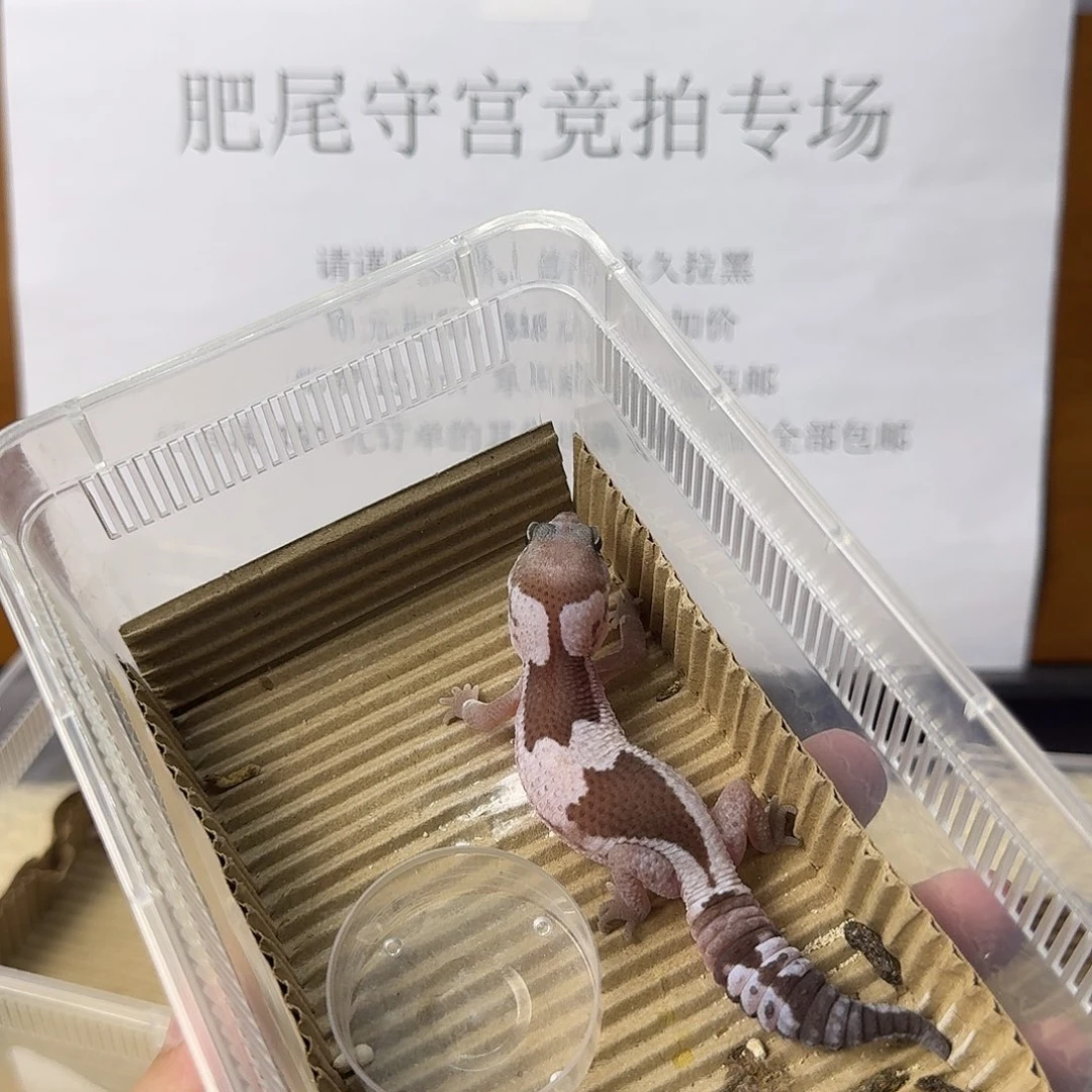 肥尾守宫奥利奥祖鲁 妹妹