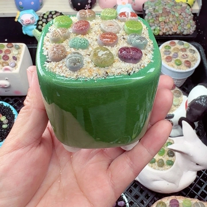 571盆微瑕零下地区记得拍保温箱