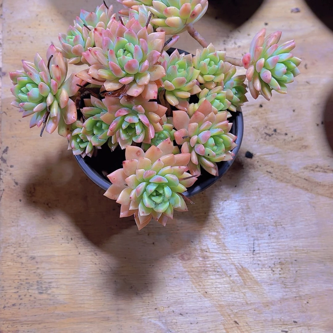 ?****九0000000000000000058