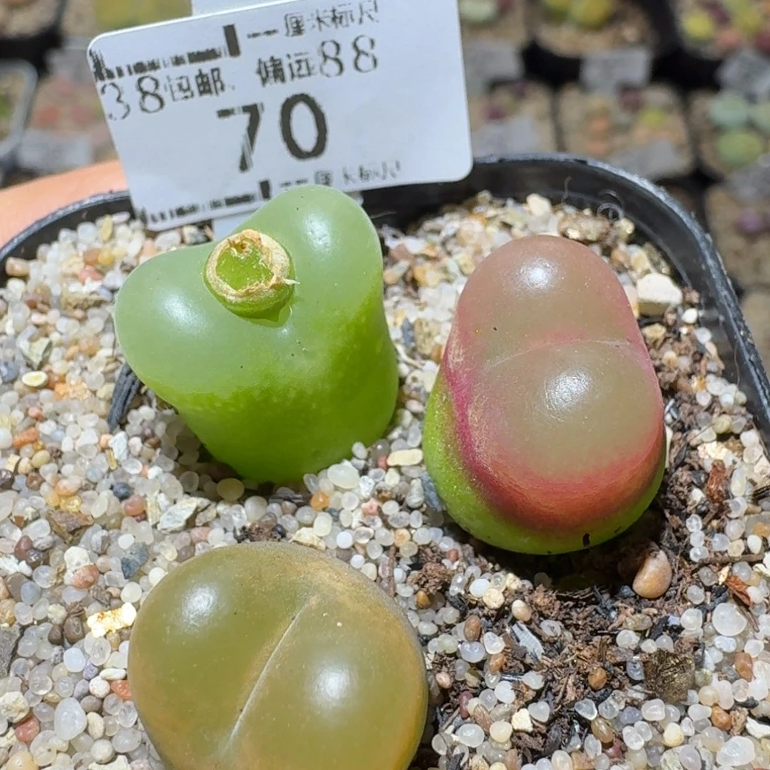 Sss精品便宜出了70