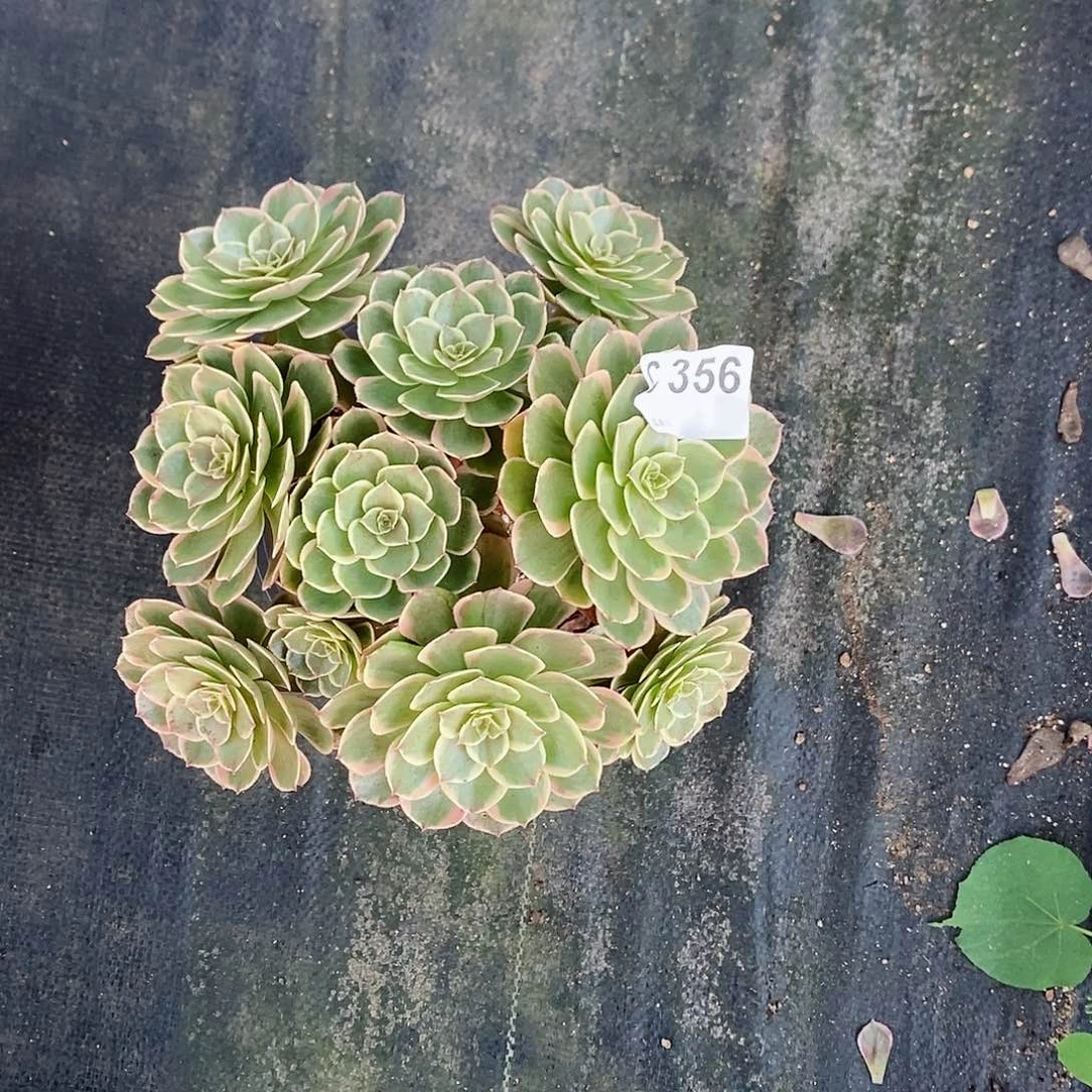 粉花妖356多肉11111
