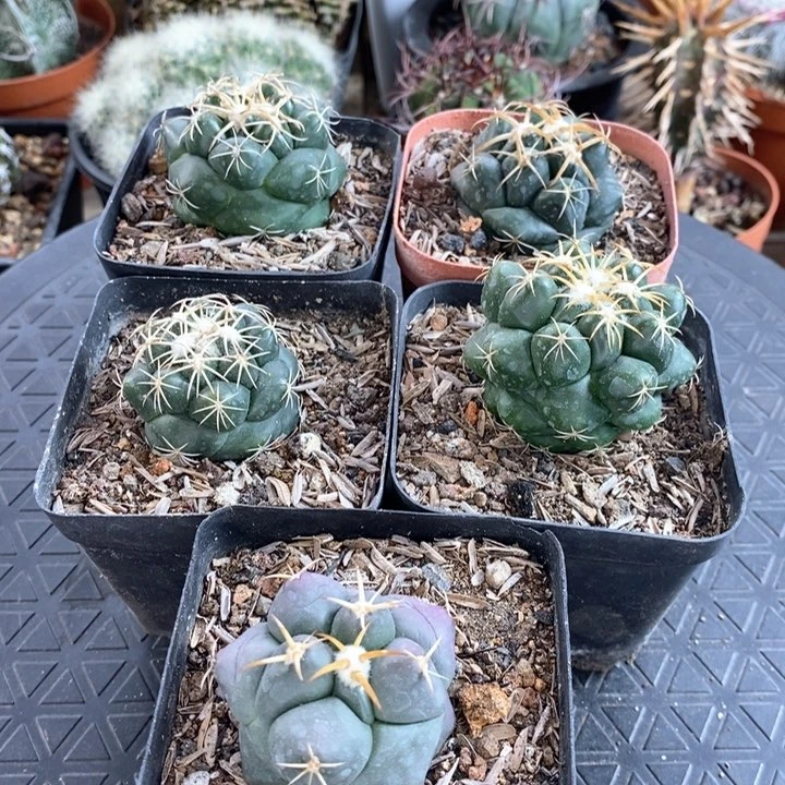 【闪购商品】五颗象牙丸