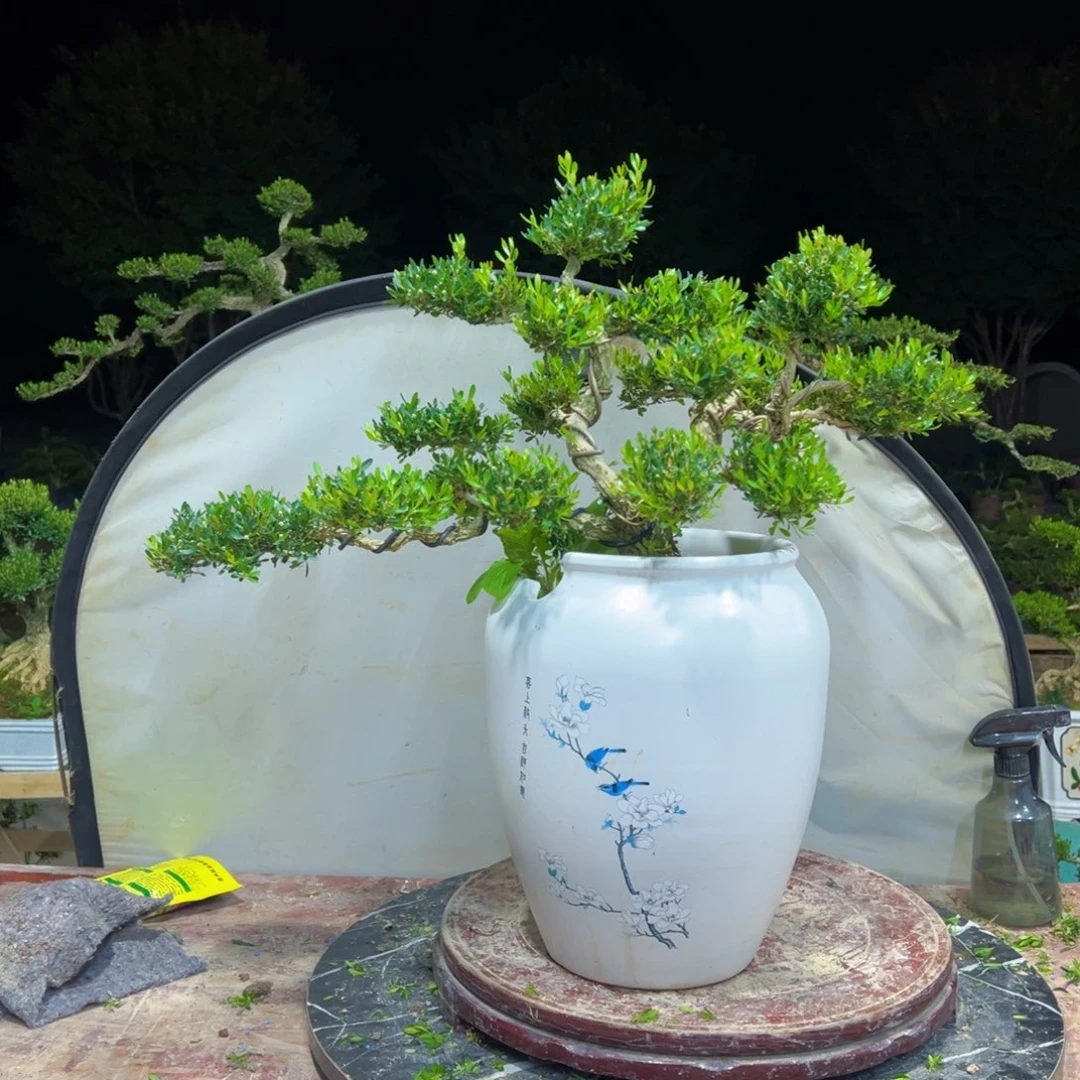 无花朵广东皱皮雀舌黄杨