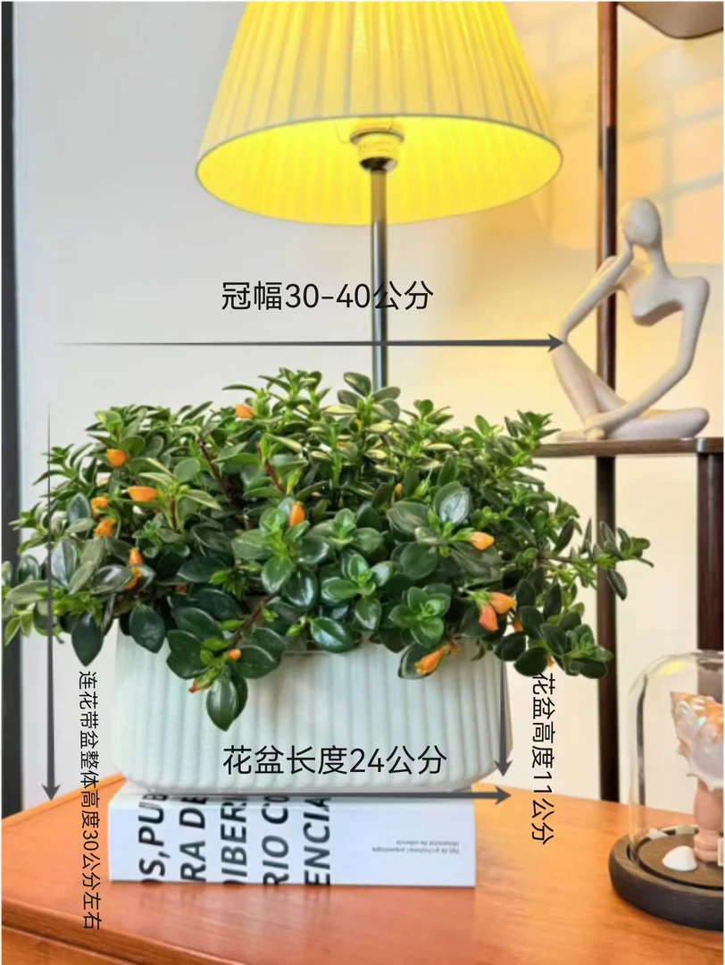 【特价】金鱼吊兰耐寒花卉盆栽室内阳台客厅四季开花植物甲醛绿植