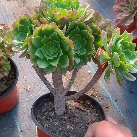 630万圣节多肉植物