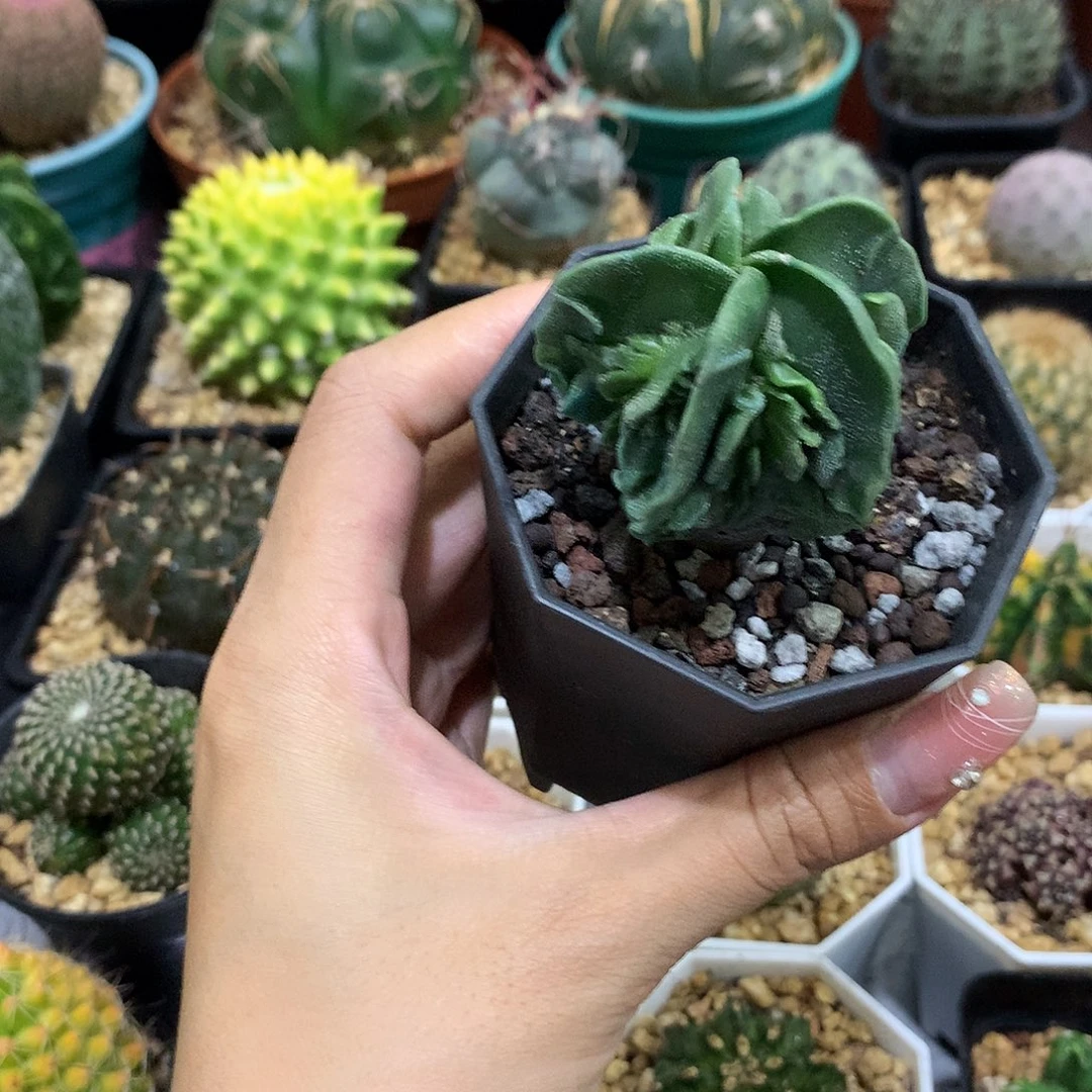 当前无花栽培后可以开花实生根核桃