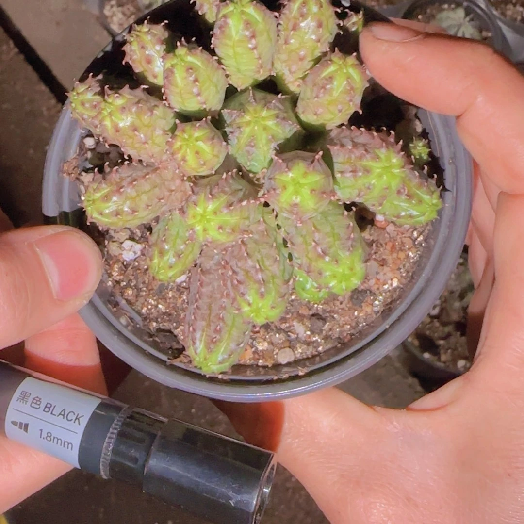 鹅***~块根植物块根植物