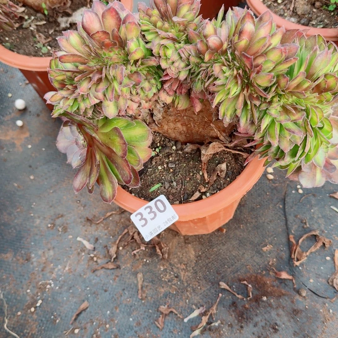 330抹茶缀化多肉植物满28包邮