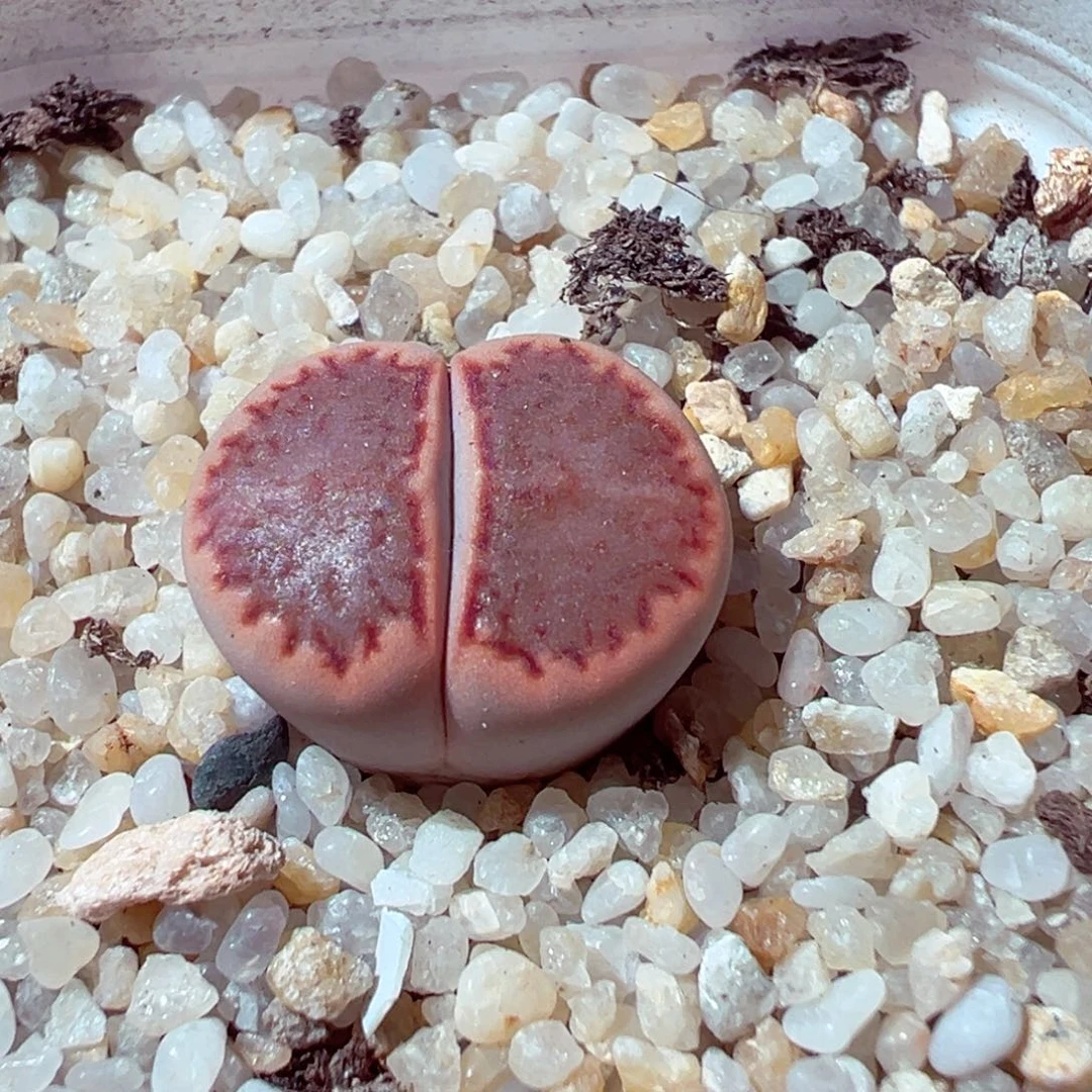 1030-239多肉多肉全窗