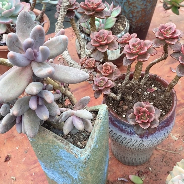 霸***孩巧克力+红手指老桩多肉