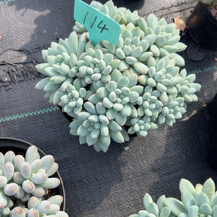 顺***水多肉植物一物一拍