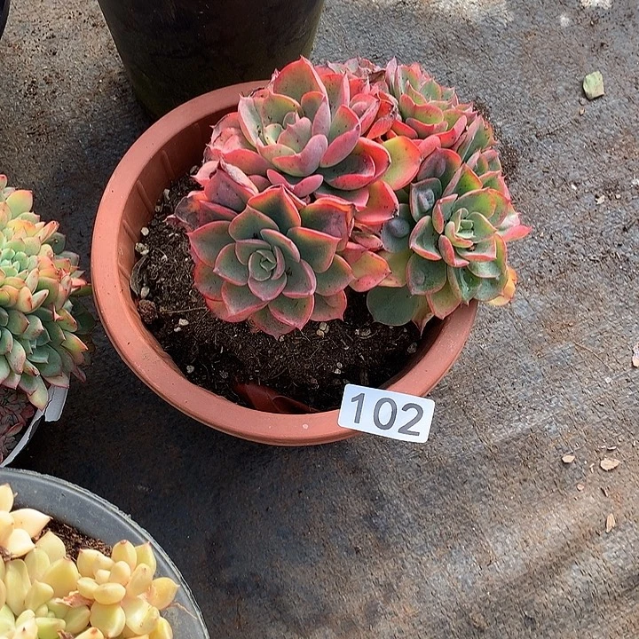 102雨滴  一物一拍多肉