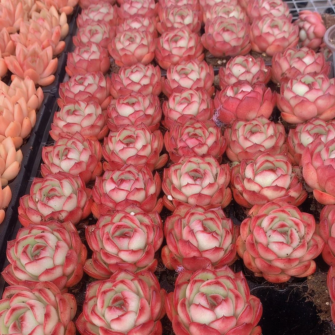 三颗花田错34677899900