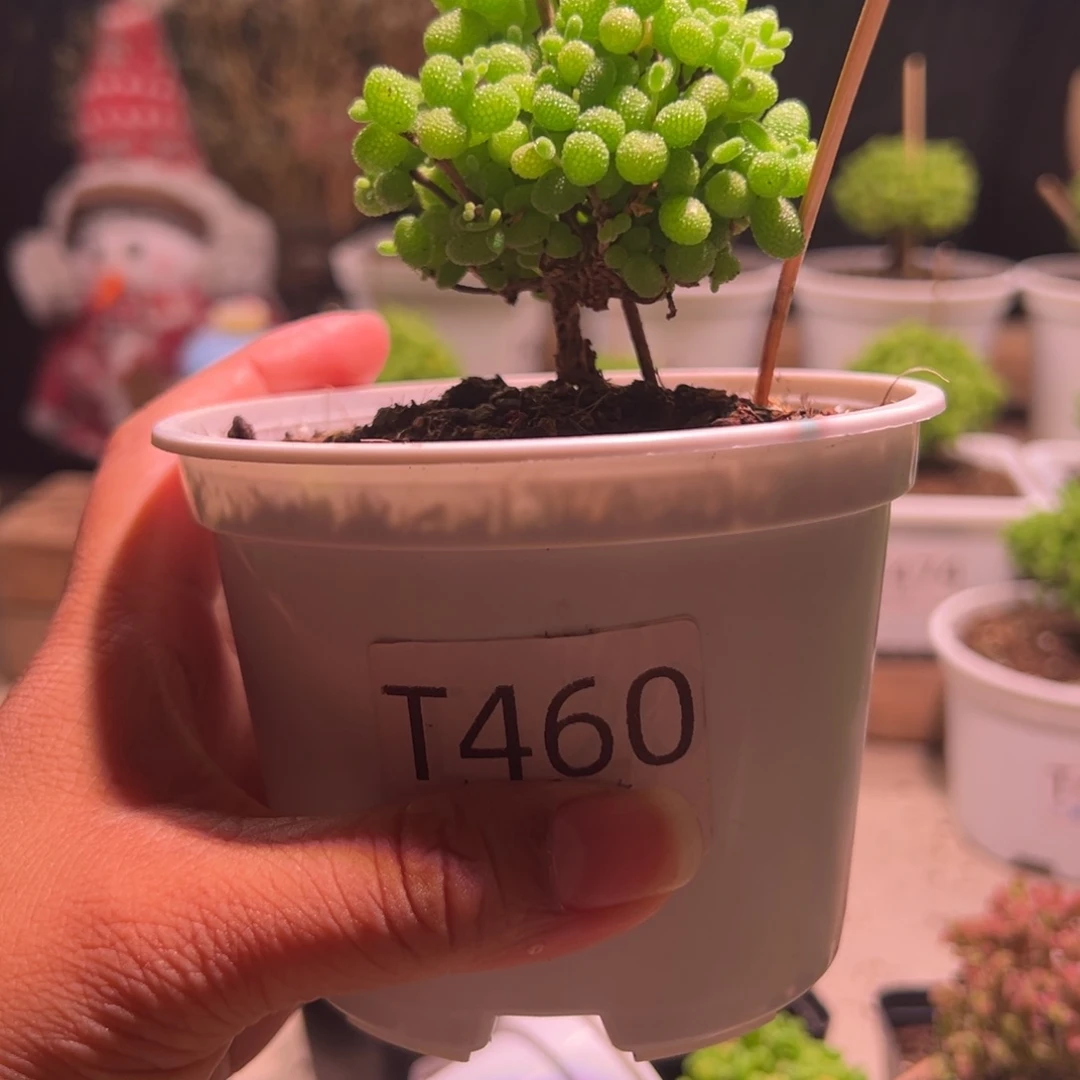 460蜜橘带盆土发货一物一拍