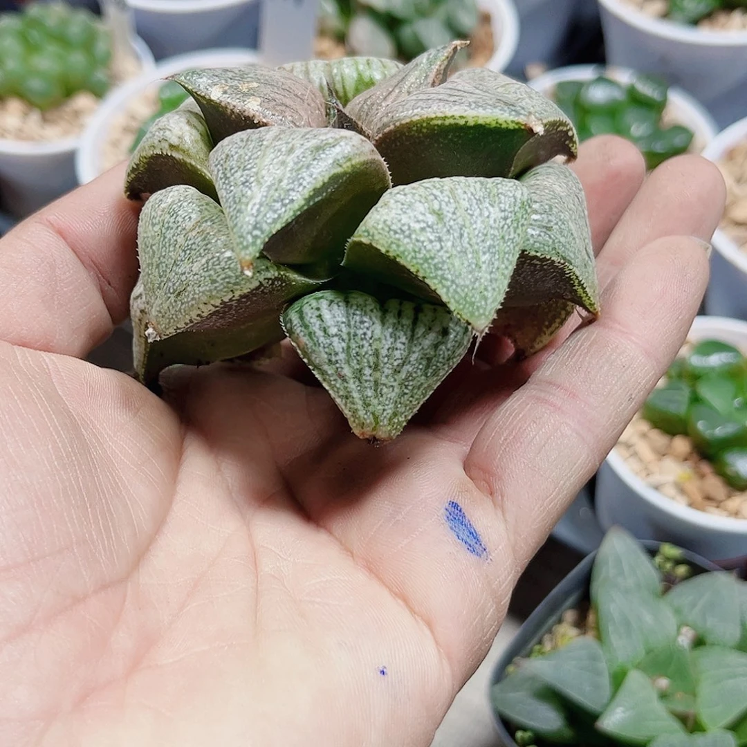 翡翠白银新手好养的