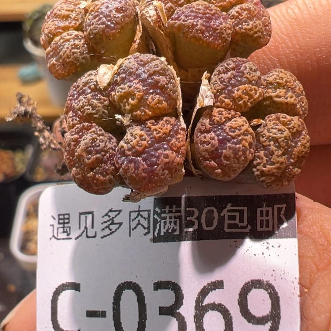 多肉植物1111111111