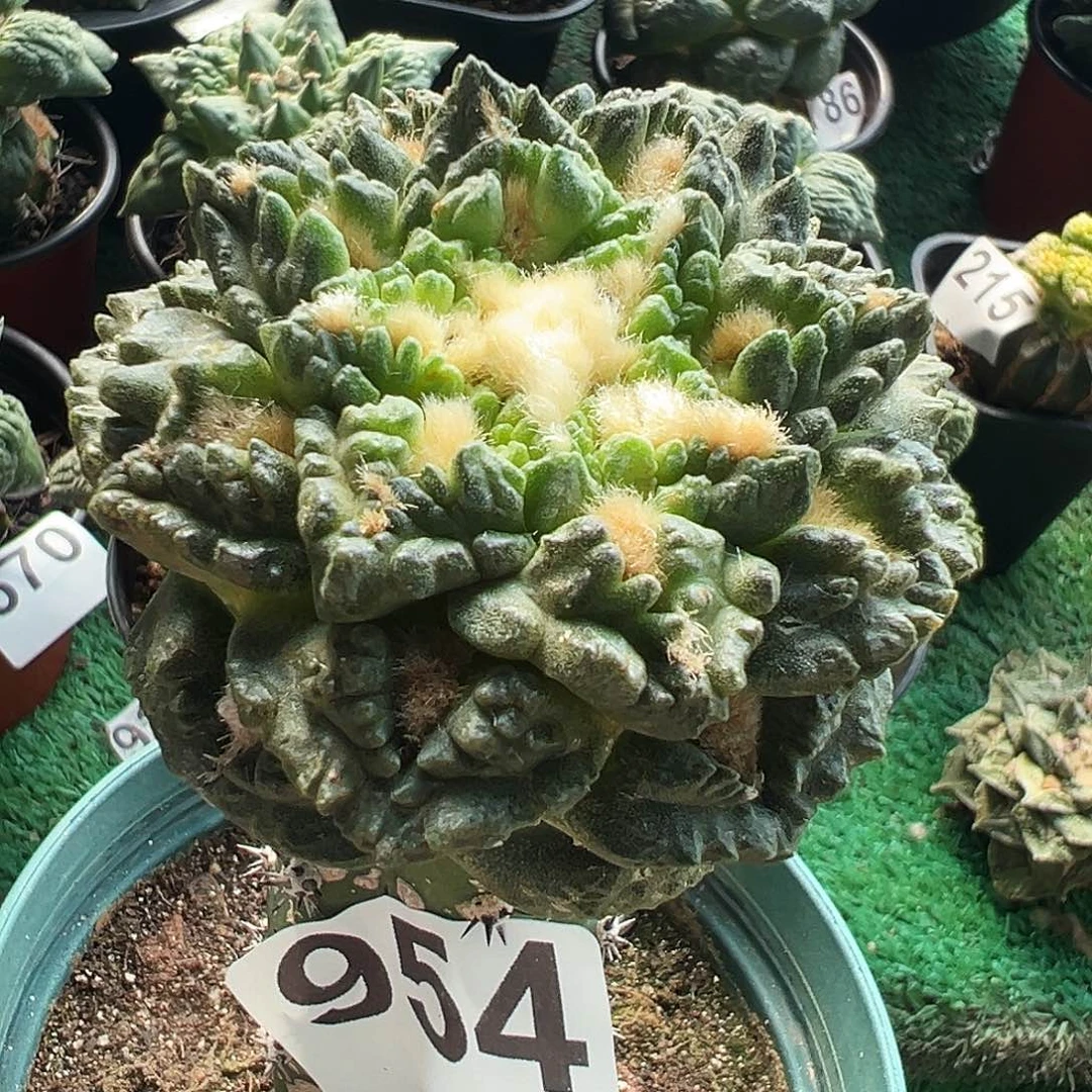 无花朵福利龟甲牡丹954