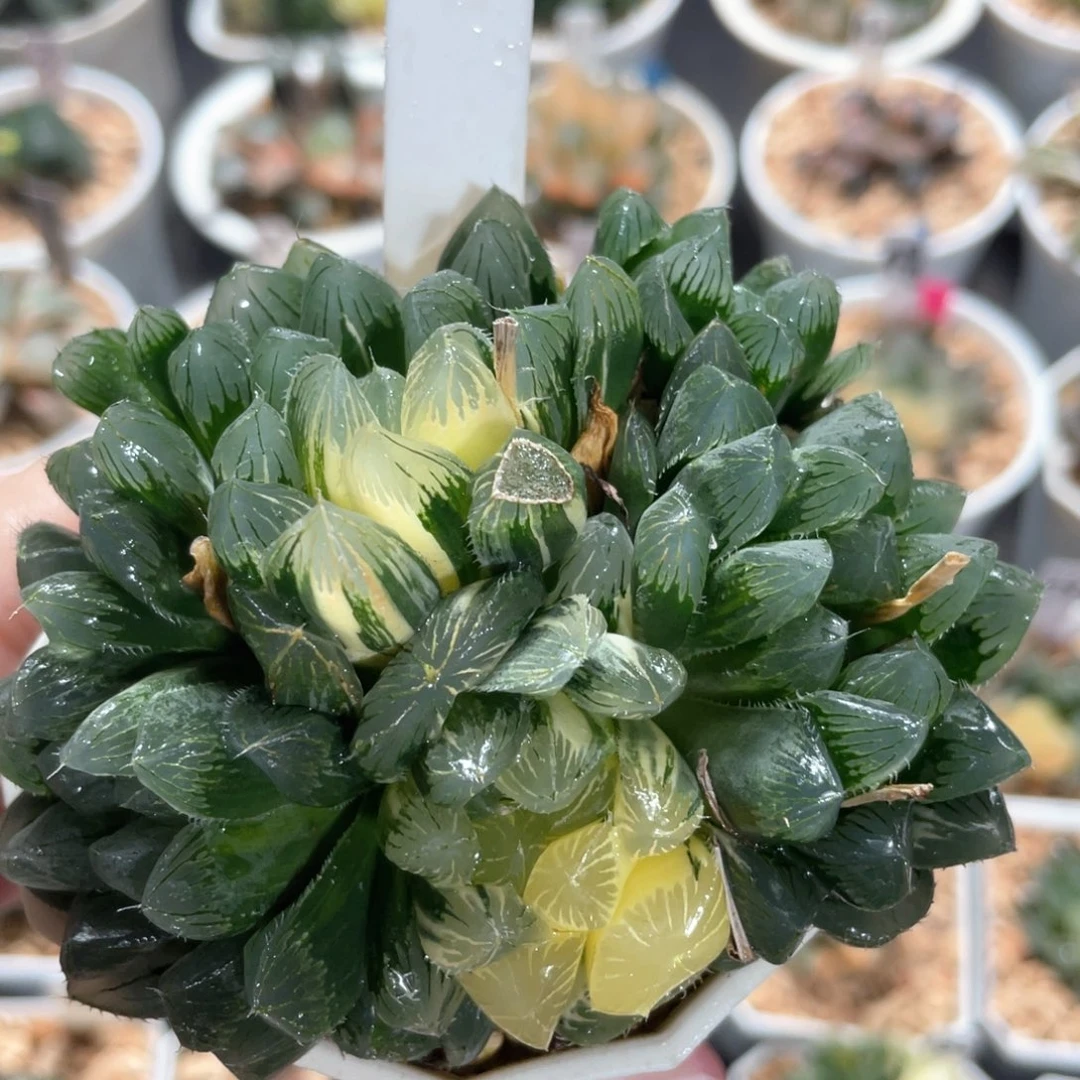 125别系玉露锦。