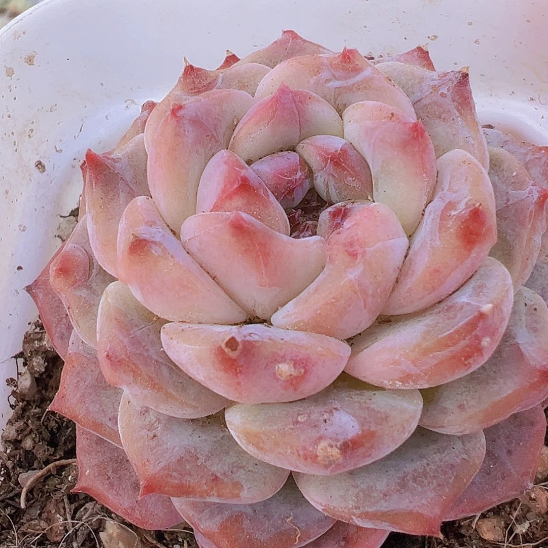 云塔19包邮多肉植物样品