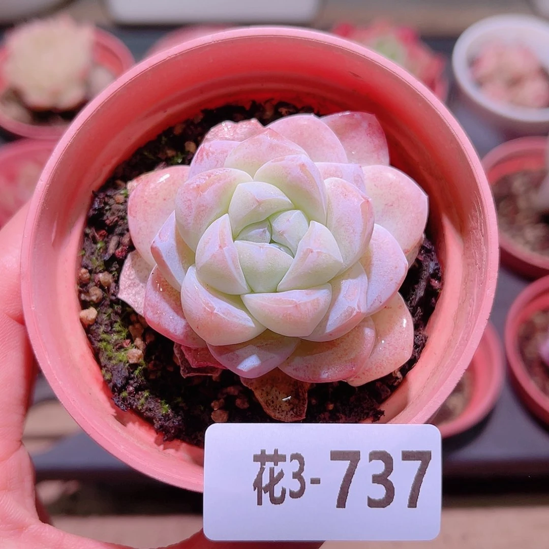花利美3-737冰玉
