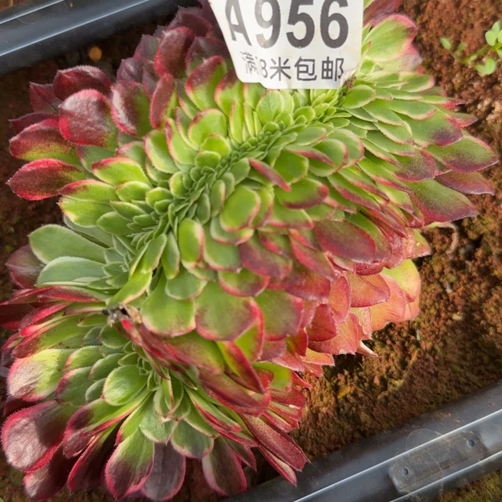 多肉法师海王一体化