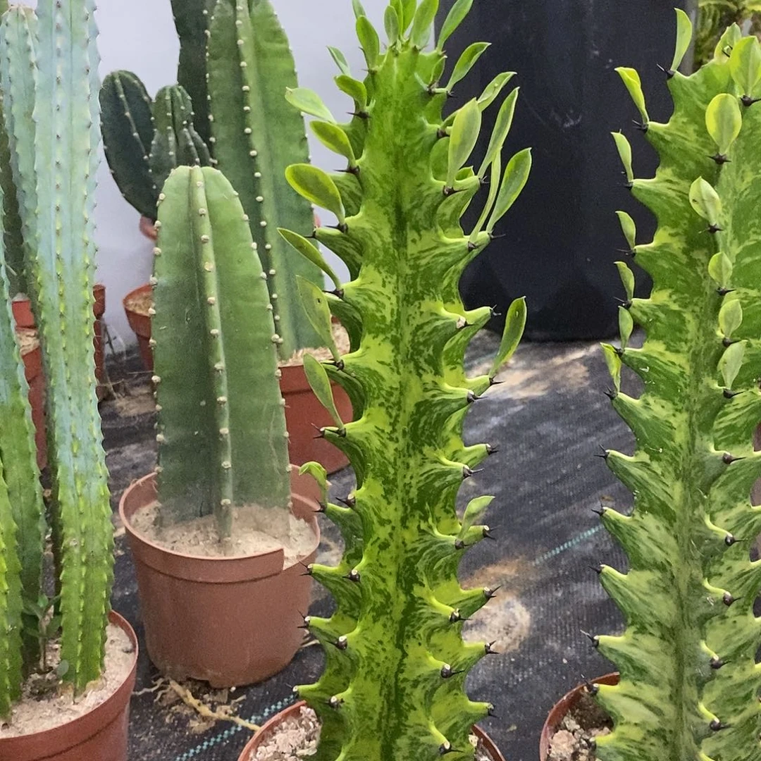 虎斑大戟一物一拍