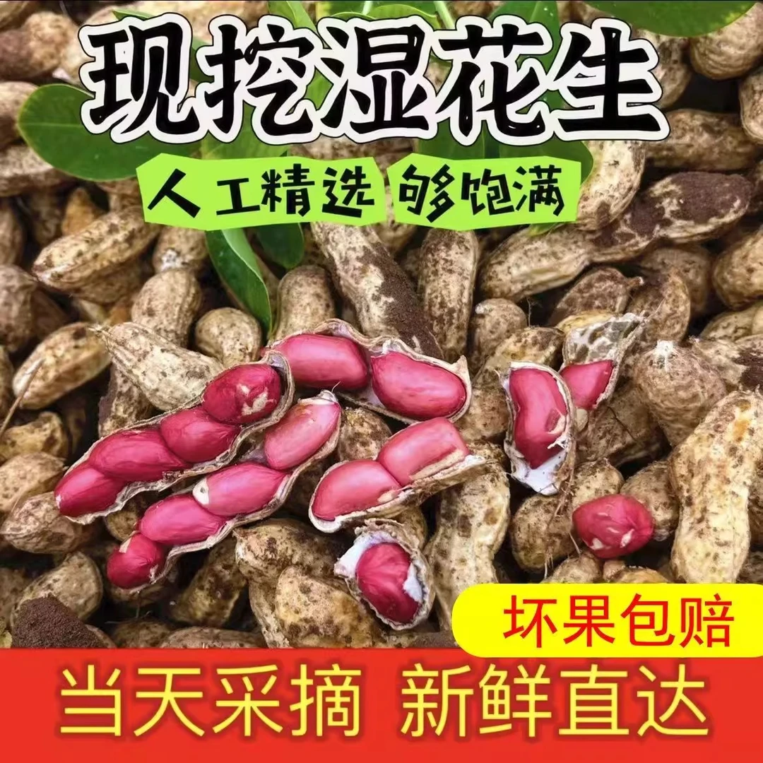 新鲜现挖沙地带壳红皮湿花生农家自种四粒红花生