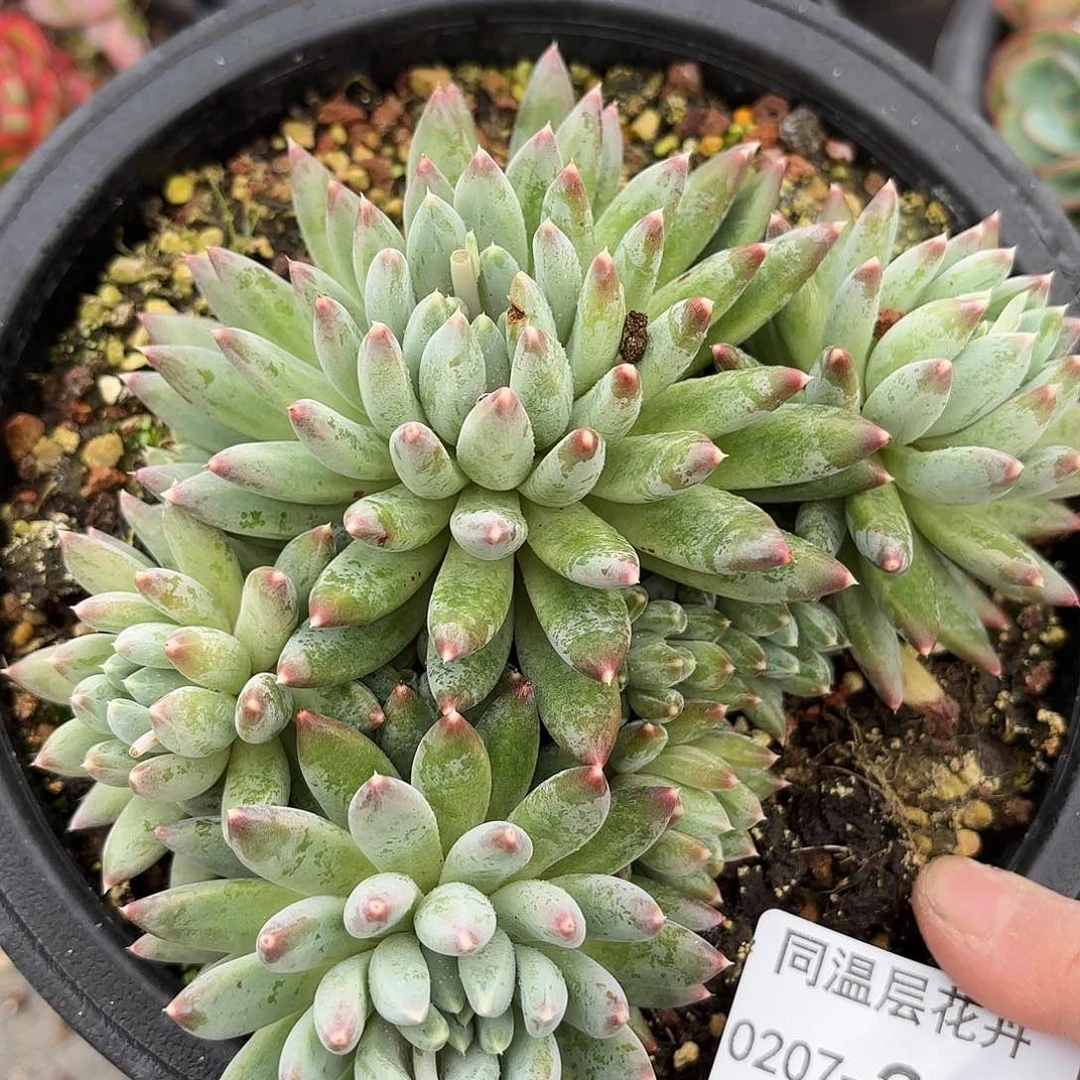 同温层多肉流星雨230