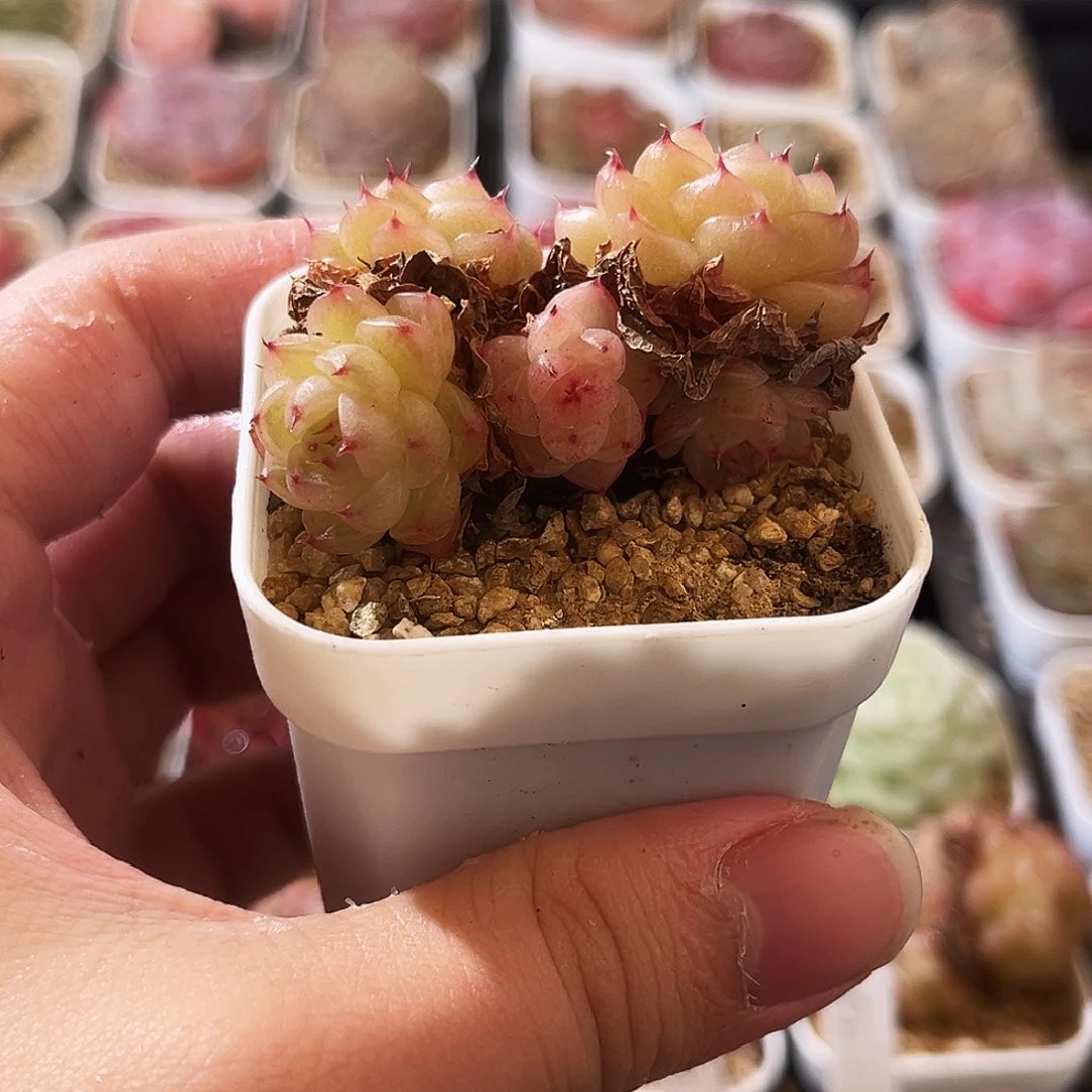 生***光多肉植物一物一拍4/4