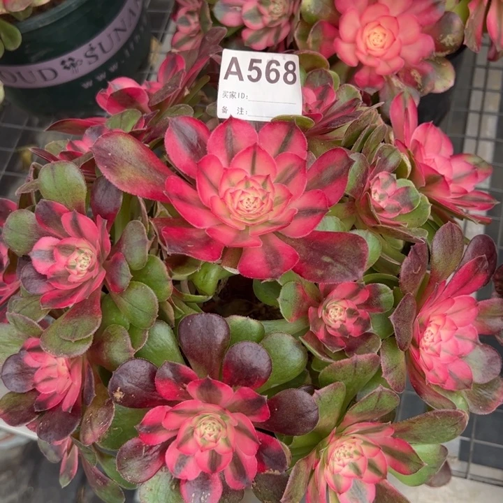 568荔枝25厘米左右