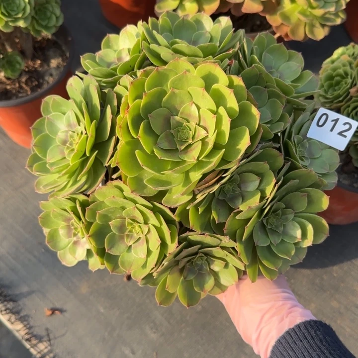 多肉植物沙拉碗012