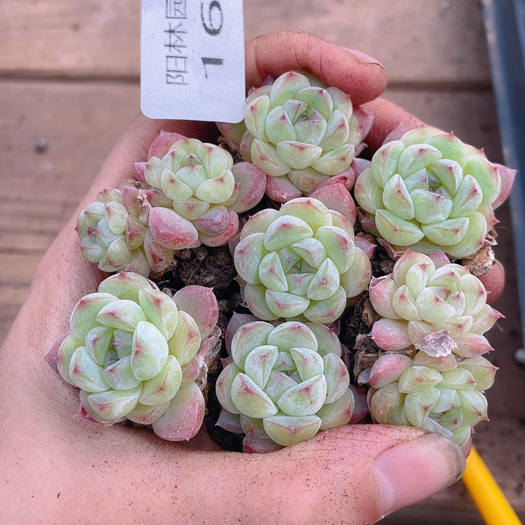 多肉植物多肉植物162