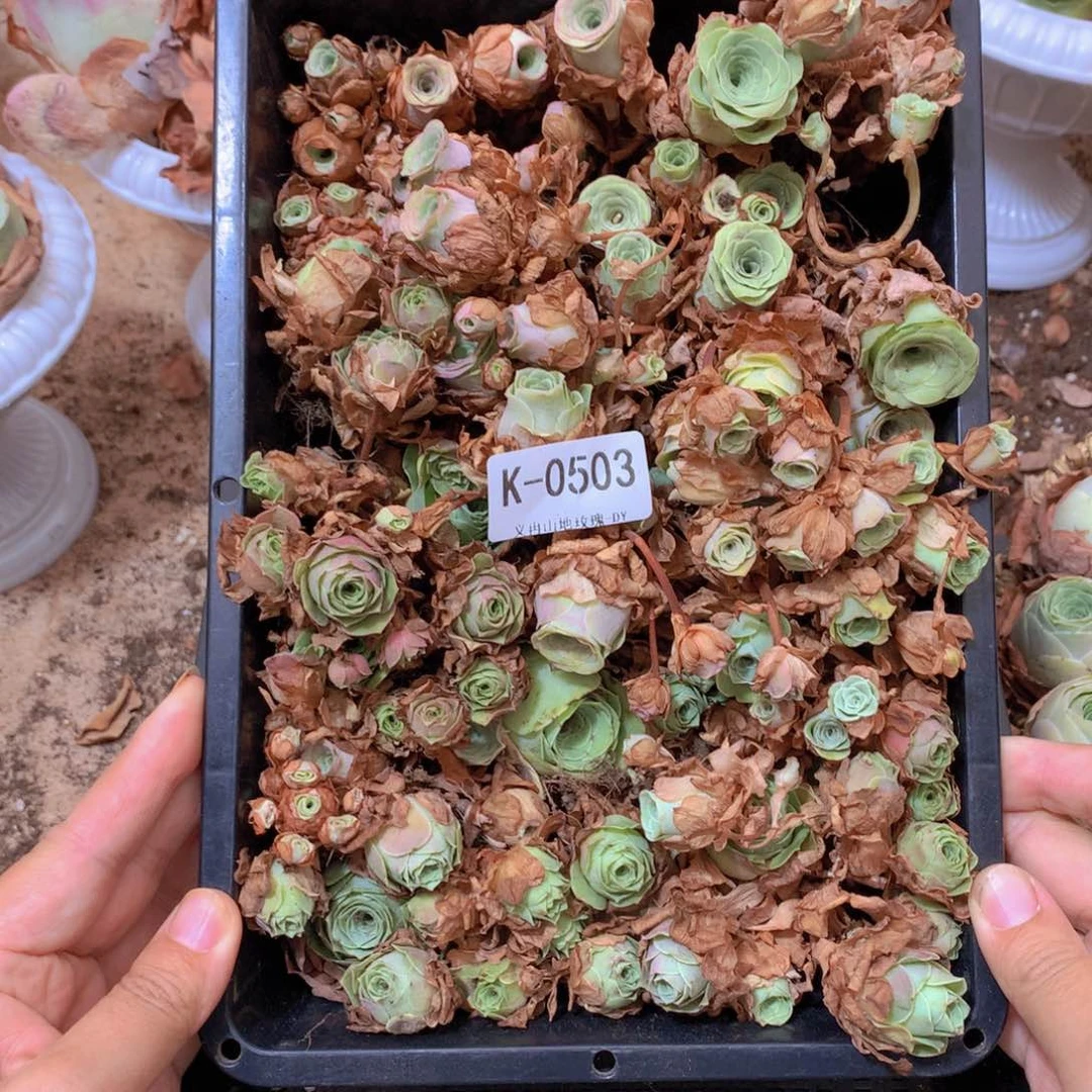 0503乱七八糟的种苗