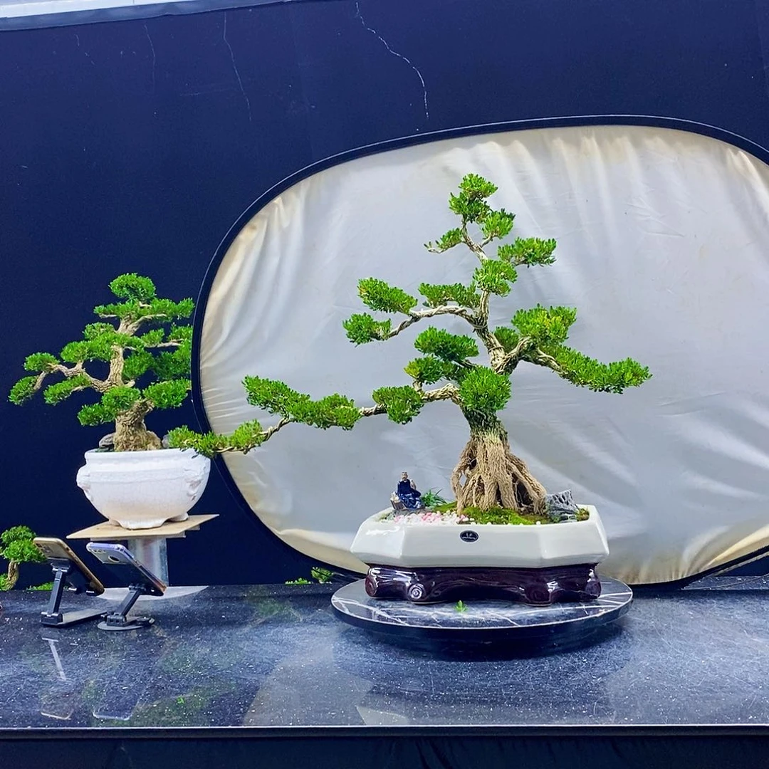 无花朵黄杨盆景造型