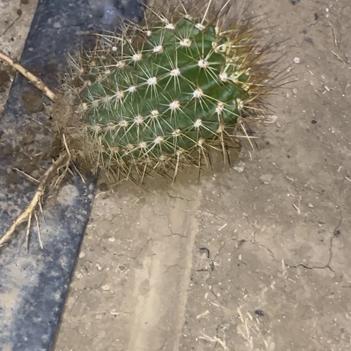 蒸**上清清赤焰根仙人球1