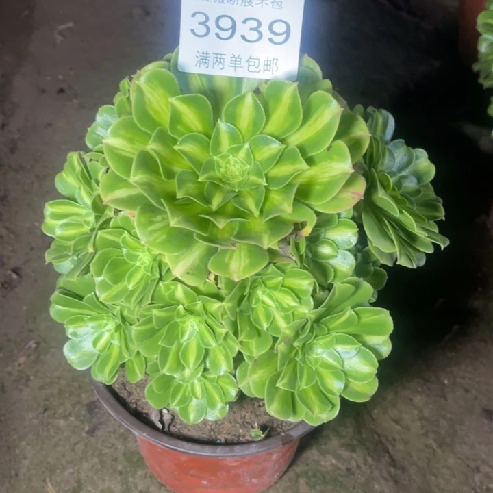 3939琉璃的的的的