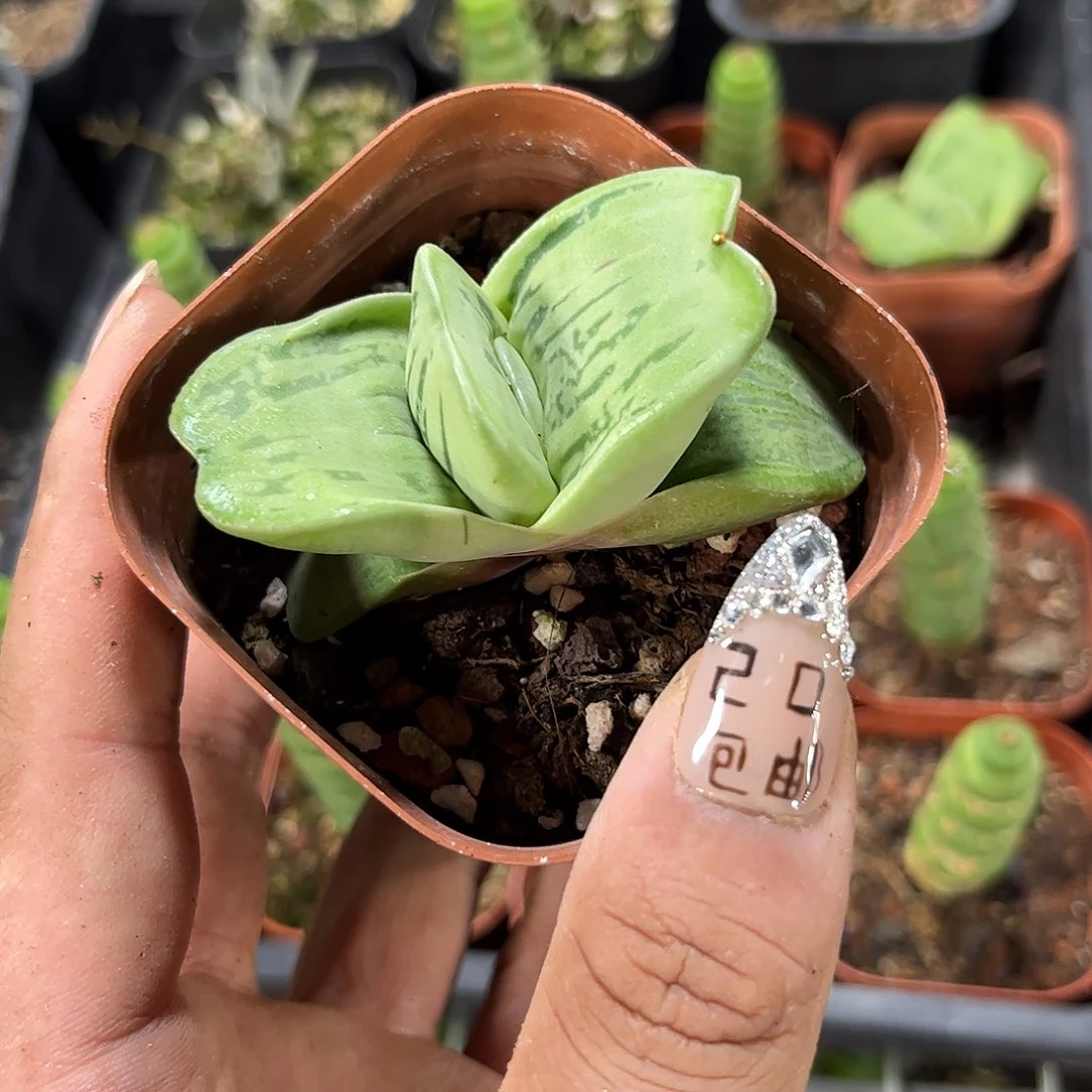 元宝蜗牛单头发货有根发货