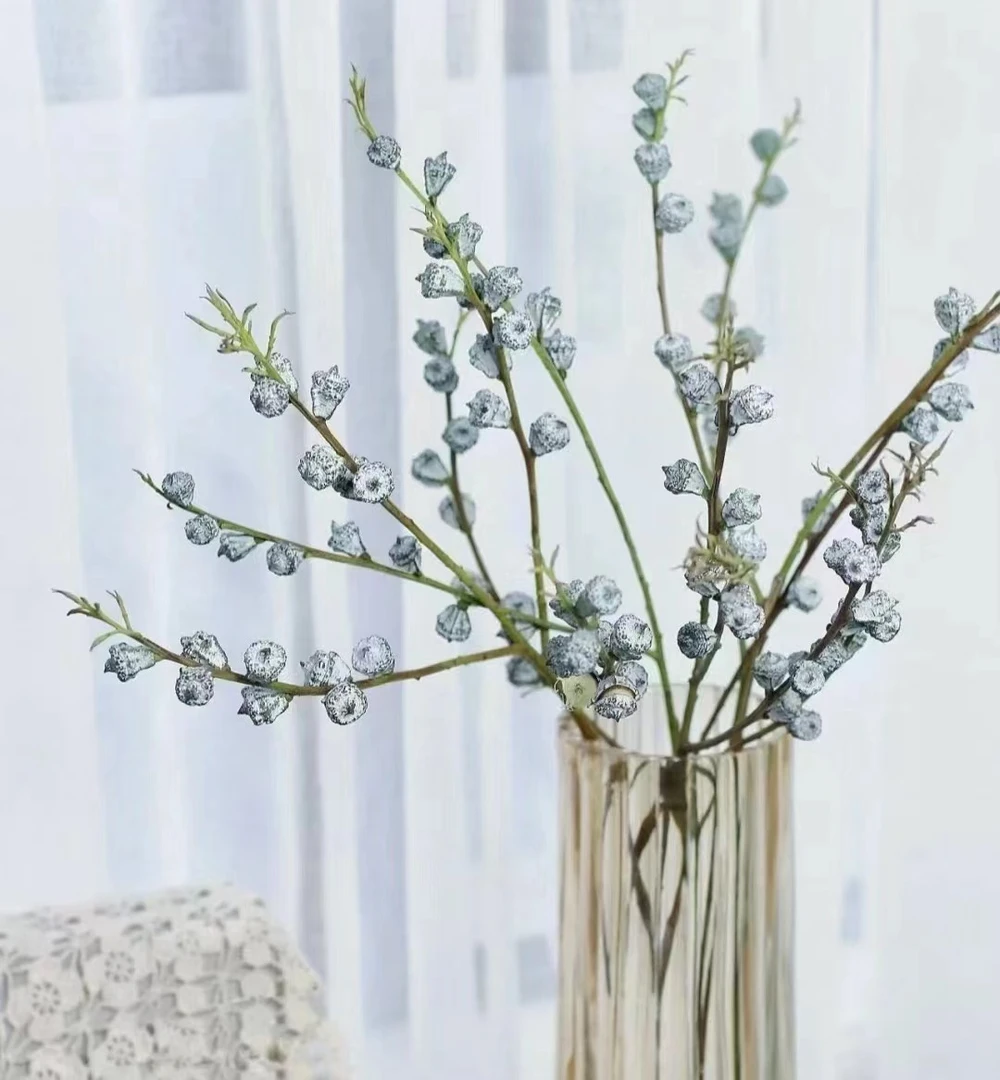 [尤加利新果]~云南基地直发高品质尤加利果花期长好养护