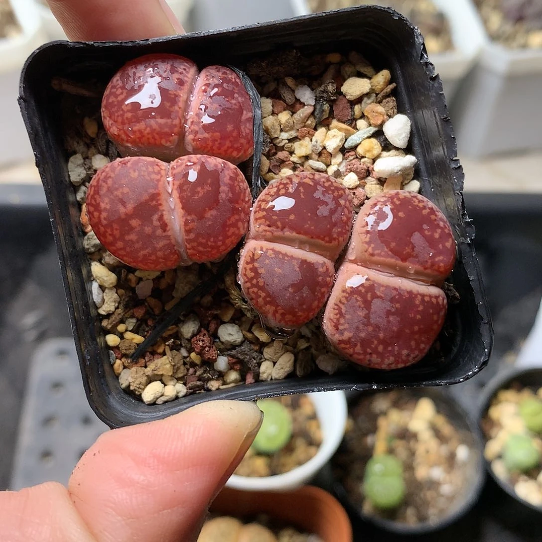 P232多肉植物保护