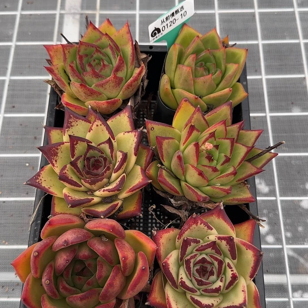 从前慢花园精选0120-10