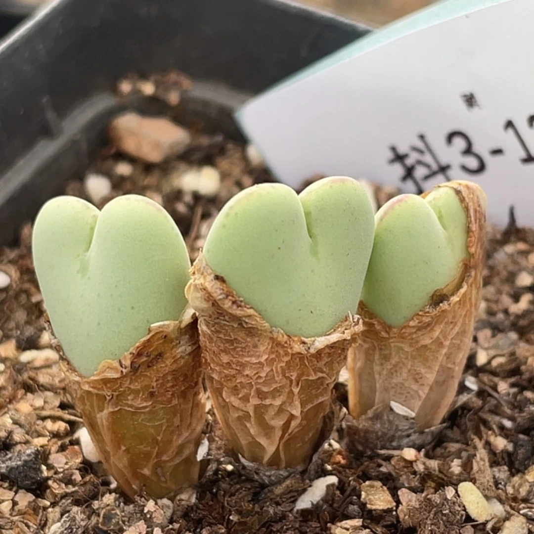 3-136爱心将多肉植物