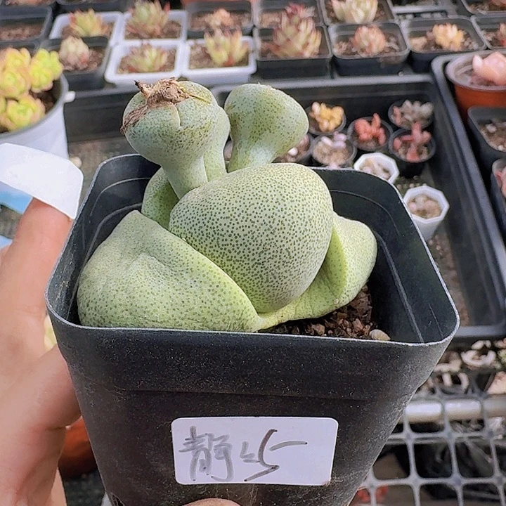 灬**灬多肉植物满20包邮