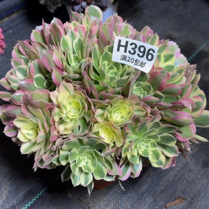 瑞妈多肉植物396