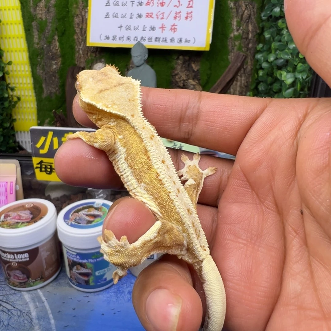 睫角守宫黄底莉莉