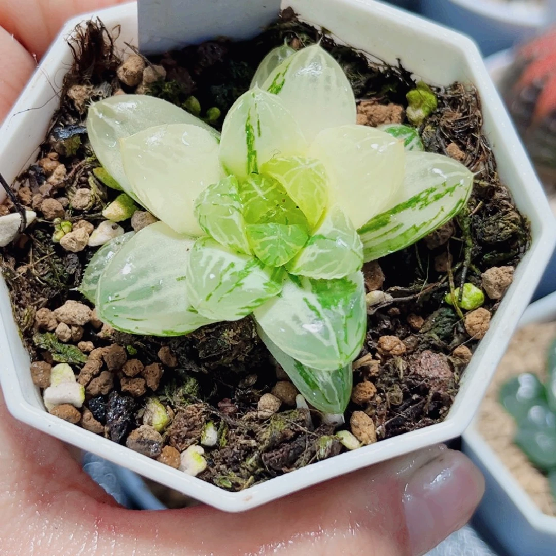 苏州玉露锦多肉植物6666