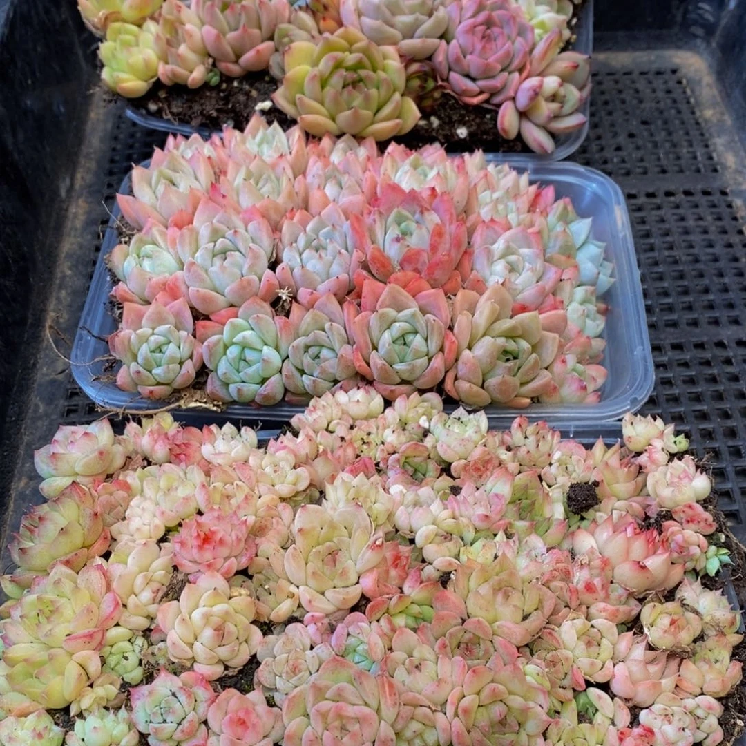 640多人在一起的时候