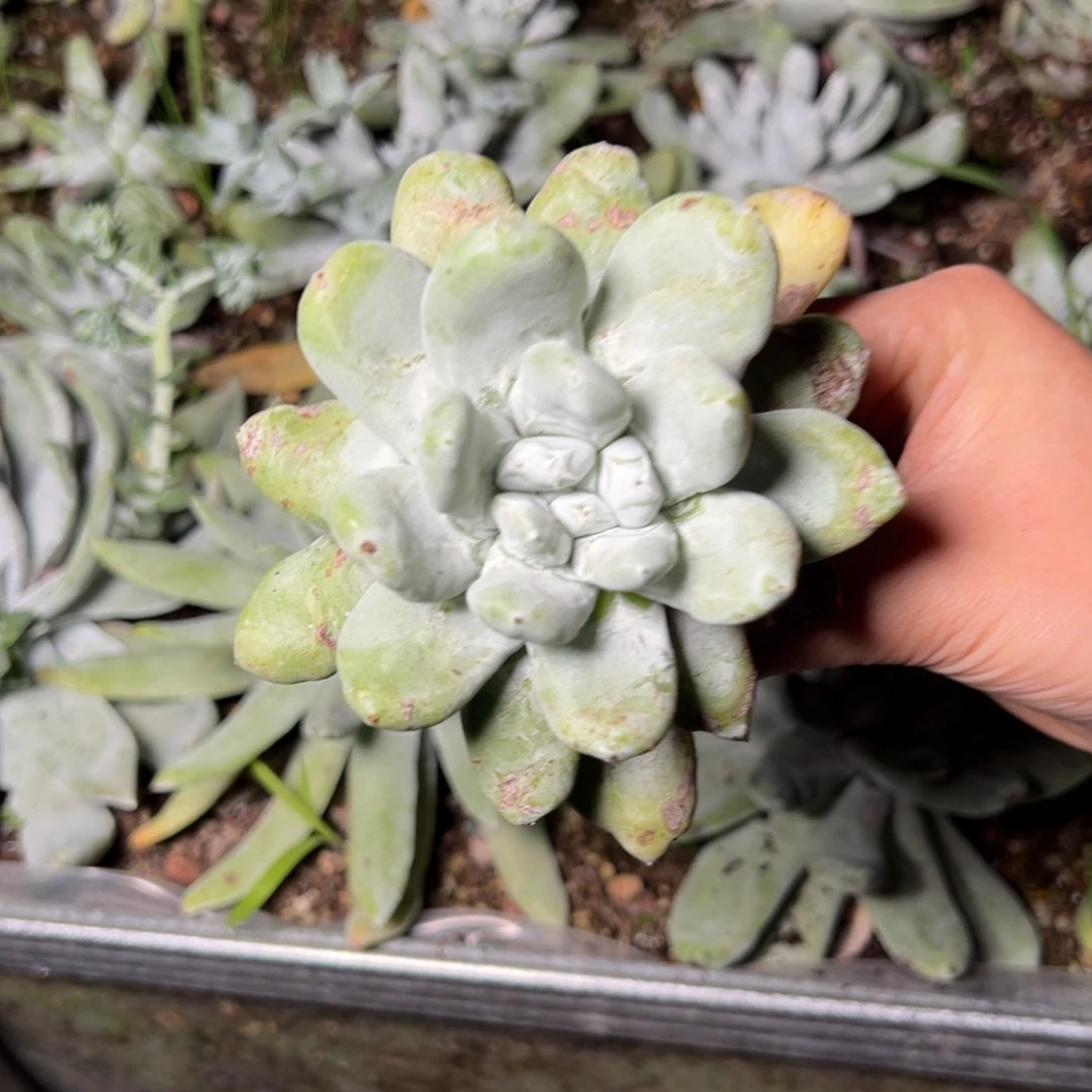 4263哈哈哈哈哈哈哈哈