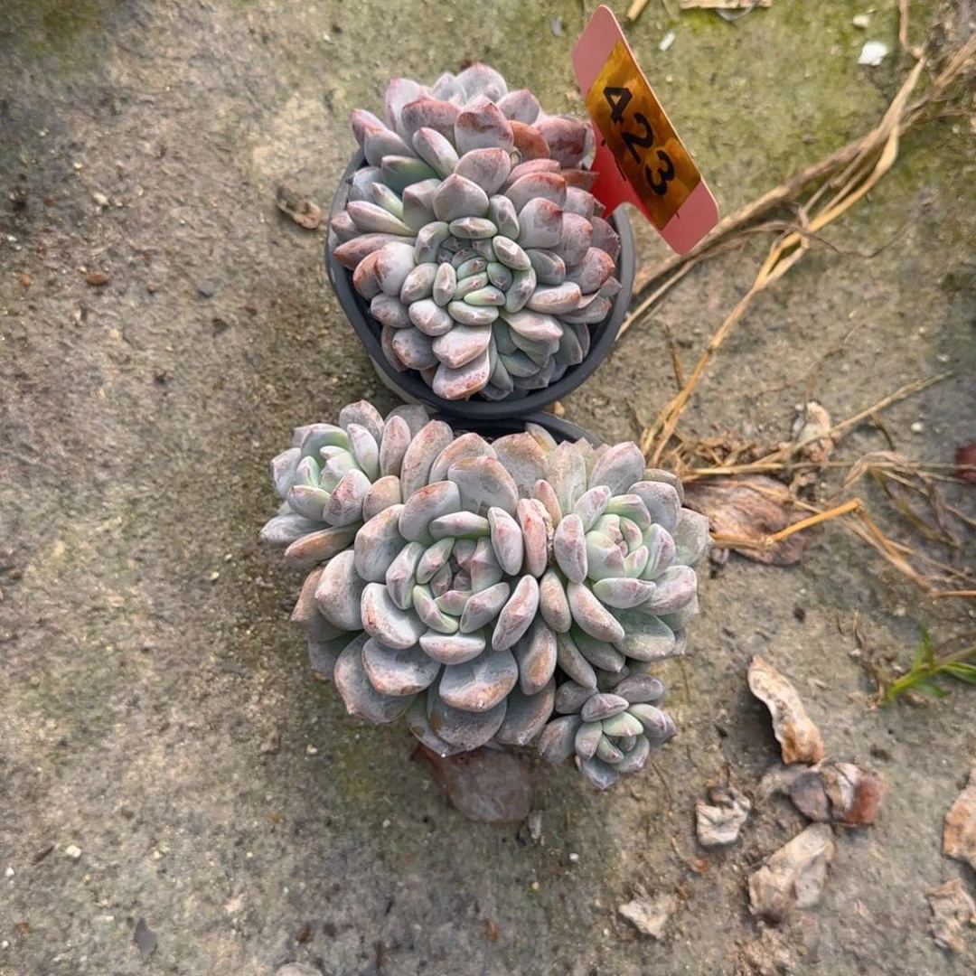 兜***糖423号石榴紫两颗111